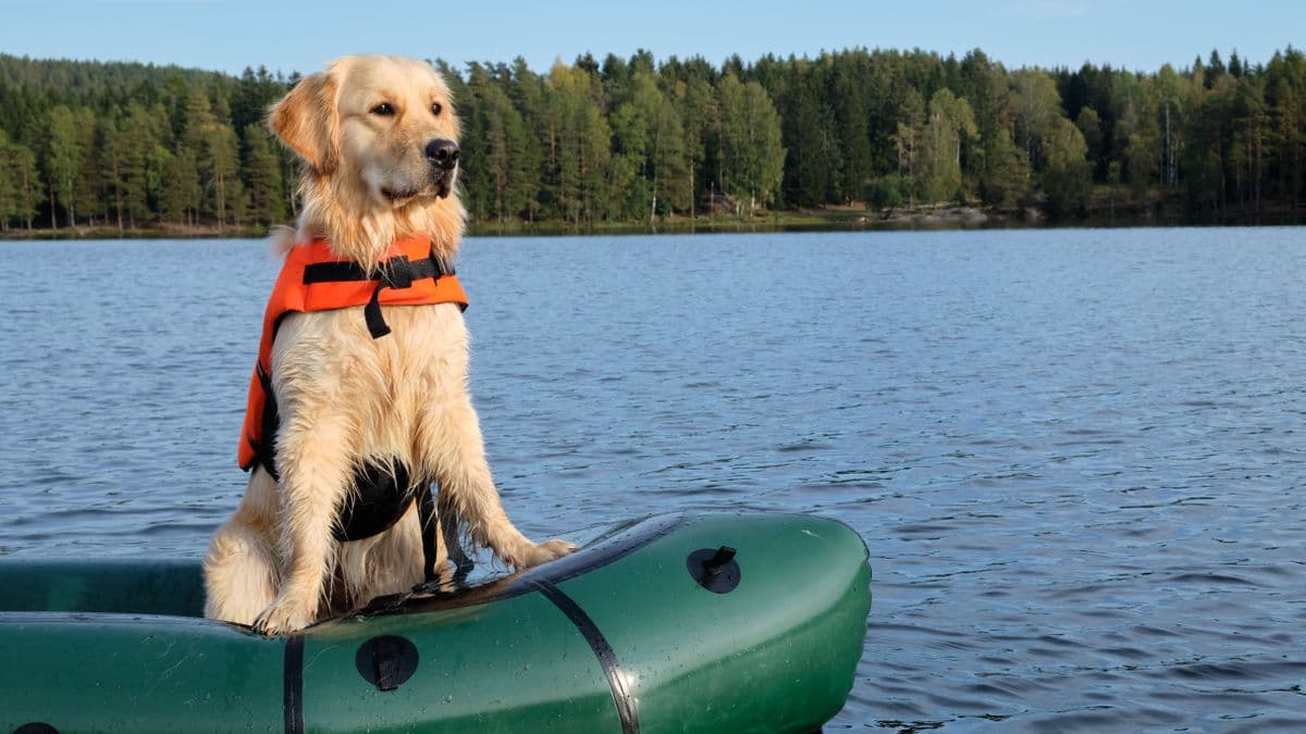 Golden Retriever with life vest on inflatable boat in serene Norwegian lake setting